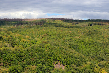 Des arbres à perte de vue dans la Eifel en Allemagne