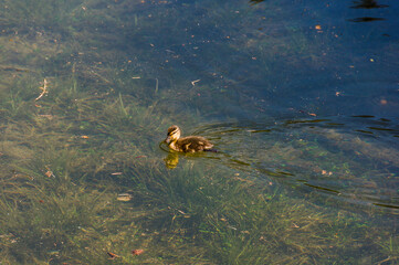 Flims, Lag Prau Tuleritg,  Lag Tuleritg, Bergsee, kleines Entlein, Wasservogel, Graubünden, Flimser Wald, Prau Pulté Bach, Caumasee, See, Wanderweg, Tannenwald, Rheinschlucht, Sommer, Alpen, Schweiz