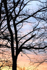Fototapeta na wymiar Bare tree at sunset. Selective focus.
