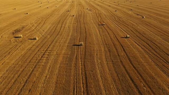 Many bales on the field yellow background. Flight over the haymaking processed into round bales during agricultural works during harvesting