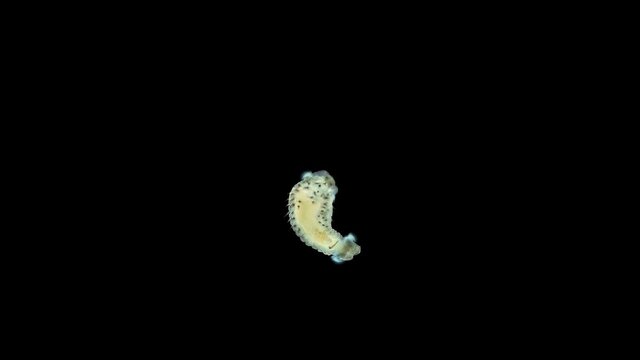 Larva of the worm Polydora sp. under the microscope, family Spionidae, class Polychaeta, early stage nektoheta. Black Sea