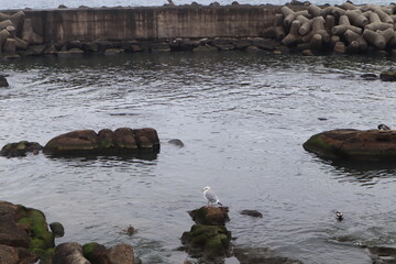 Seagulls on cloudy skies and winter sea stone, Gangneung, South Korea