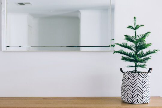 Unadorned Norfolk Island Pine tree on bench for Christmas, with copyspace