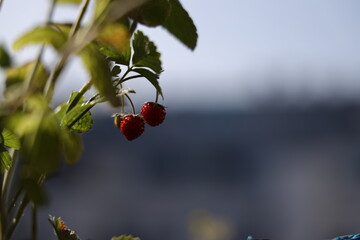 Zwei reife Waldbeeren hängen in der Sonne auf einem Balkon gegenüber eines Gebäudes im Sommer.