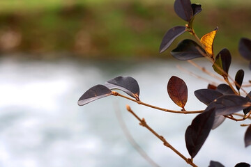 Colorful autumn leaves by the river. Selective focus.