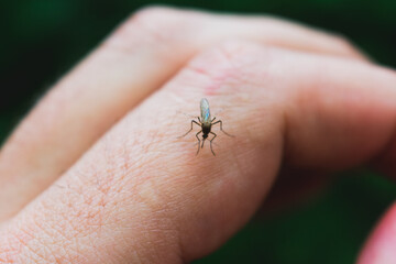 Macro shot of a mosquito on a humna finger - obrazy, fototapety, plakaty