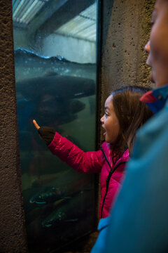 Kids Looking At Salmon in Fish Hatchery