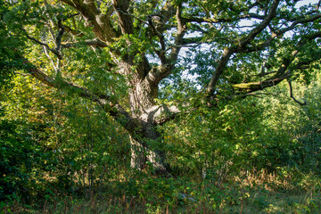 Fototapeta premium tree in the park