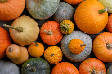 Autumn harvest colorful squashes and pumpkins in different varieties.