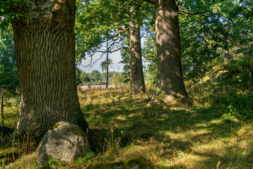 tree in the forest