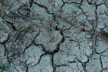 Terre forestière asséchée