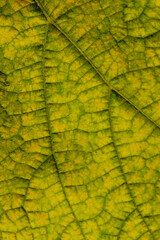 Blurry image of autumn leaf texture background. Cropped shot of green leaf. Fall, nature concept.