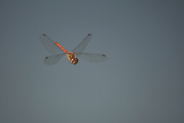 fliegende Heidelibelle