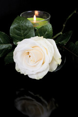 Fototapeta na wymiar White rose on a black background. Candle burns in the background. Vertical shot
