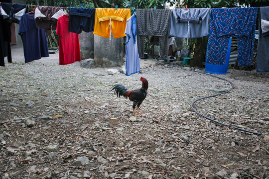 Lone rooster standing underneath a row of wet clothes being hung out to dry.