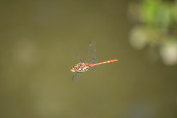 Heidelibelle im Flug