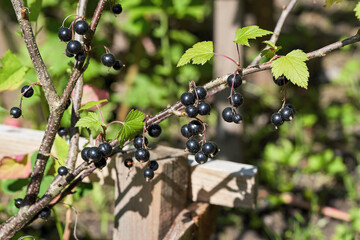 Black currant berries on a bush on a summer sunny day