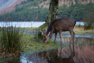 Jeleń © Aleksander
