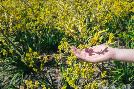Girls hand beneath a native Australian Kangaroo paw flower on a sunny day