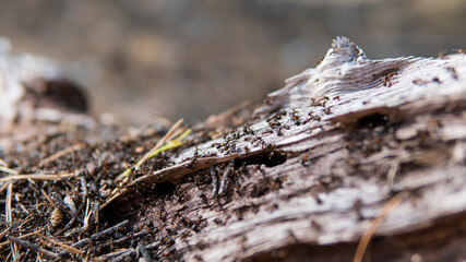 .forest anthill in close-up pine forest. Life of forest ants in their natural habitat