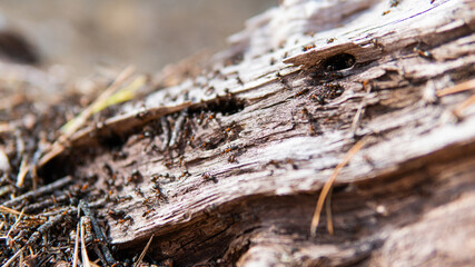 forest anthill in close-up pine forest