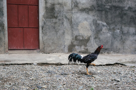 Rooster standing alone in the backyard.