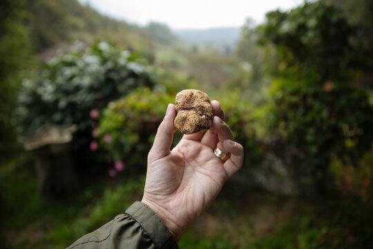 A person holding white truffle