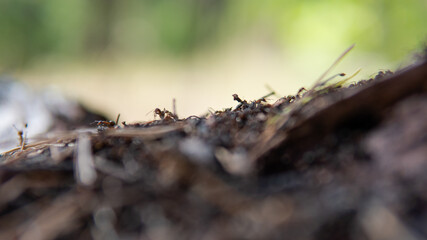 forest anthill in close-up pine forest
