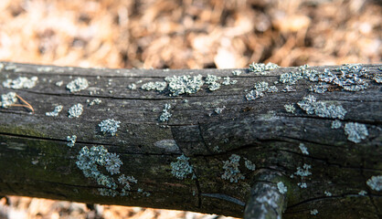 .forest mycelium, habitat for mushrooms in nature