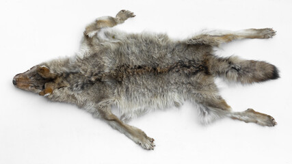 wolf skin isolated on white background