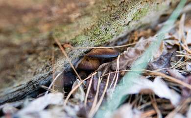 picking mushrooms in the forest close-up