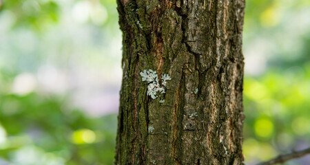 .forest substrates for mushroom germination. Fungi and their habitat and development