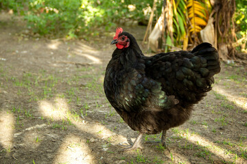 Hen black australorp. chicken on background of husbandry natural animal lifestyle farming garden organic in the backyard.