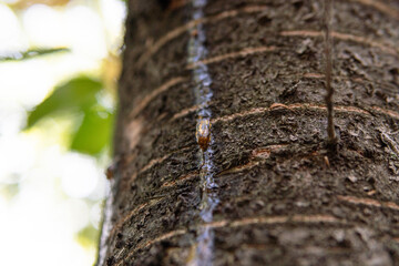 collecting resin from fruit trees close-up