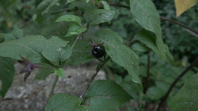 Montserrat Abbey mountain nature religion architecture statue sculpture art forest
