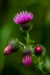 burdock flower on a green background
