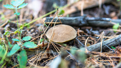 picking mushrooms in the forest close-up
