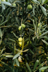 Green olives on tree
