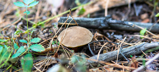  culture of studying and collecting fungi