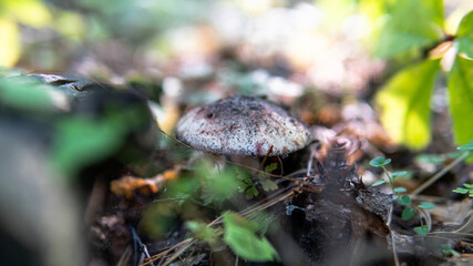 forest mushroom picking season, culture of studying and collecting fungi