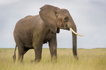 Naklejka na ściany i meble African elephant (Loxodonta africana) walking on savanna, Amboseli national park, Kenya.