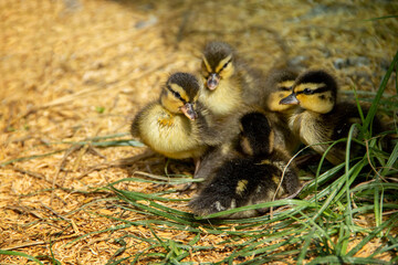 Baby Call Duck group on floor husk in a natural farming environment in the backyard.