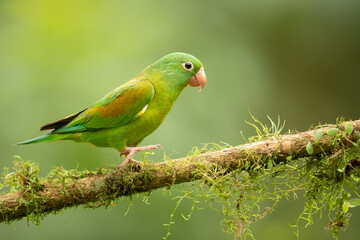 Fototapeta na wymiar The orange-chinned parakeet (Brotogeris jugularis), also known as the Tovi parakeet, is a small mainly green parrot of the genus Brotogeris. Taken in Costa Rica