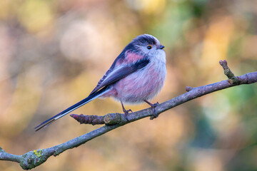 Long-tailed tit in apple tree