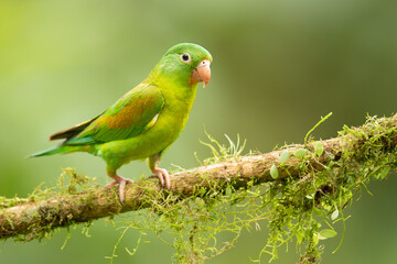 The orange-chinned parakeet (Brotogeris jugularis), also known as the Tovi parakeet, is a small mainly green parrot of the genus Brotogeris. Taken in Costa Rica