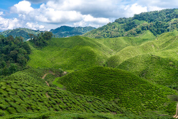 Tea plantations Cameron Valley. Green hills in the highlands of Malaysia. Tea production. Green bushes of young tea.