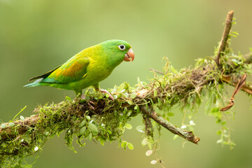 The orange-chinned parakeet (Brotogeris jugularis), also known as the Tovi parakeet, is a small mainly green parrot of the genus Brotogeris. Taken in Costa Rica