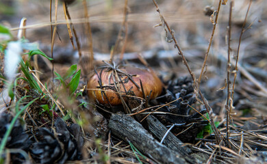 forest mushroom picking season, culture of studying and collecting fungi