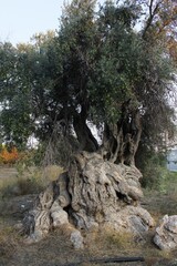 Fototapeta na wymiar Aged olive tree in a grove.