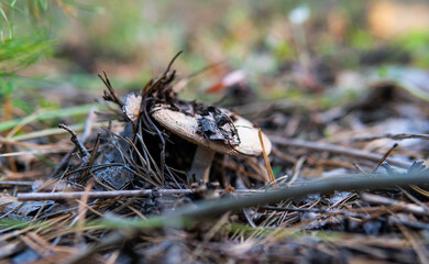 picking mushrooms in the forest close-up